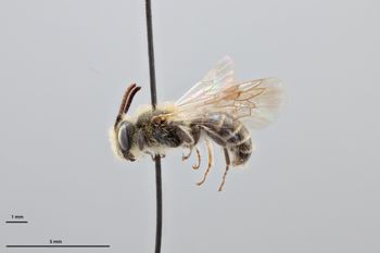 Media type: image;   Entomology 739452 Aspect: habitus lateral view